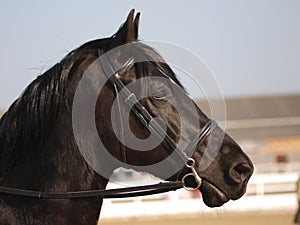 Black Horse Headshot In Bridle