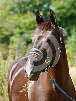 Black Horse Headshot