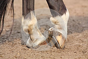 Horse hoofs with horseshoe close up photo