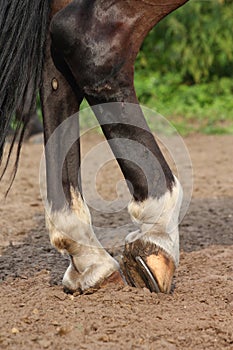 Horse hoofs with horseshoe close up photo