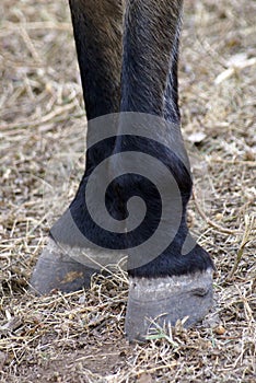 Black horse hooves photo