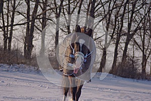 Black horse in a horse-cloth goes through the snowy field