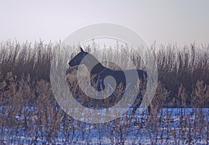 Black horse in a horse-cloth walknig on the black horse in a horse-cloth goes through the snowy field