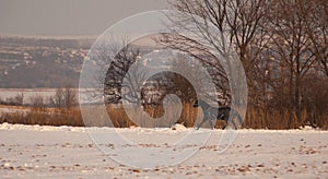 Black horse in a horse-cloth walknig on the snowy field