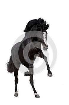 Black horse isolated
