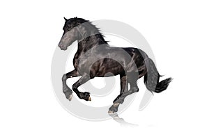 Black horse isolated on white