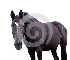 Black horse isolated on white