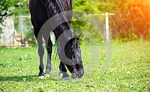 Black horse with long mane on pasture against beautiful blue sky