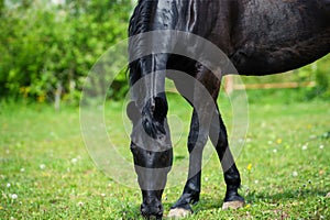 Black horse with long mane on pasture against beautiful blue sky