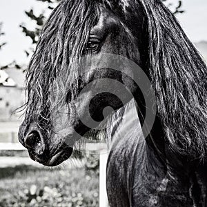 Black horse with long mane. Portrait close up. Can be used for decoration, interior print.