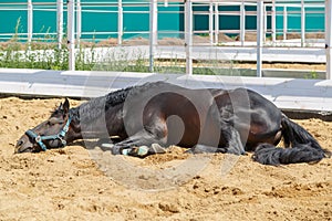 Black horse is lying on the sand in a separate corral