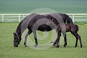 Black horse, mare with foal