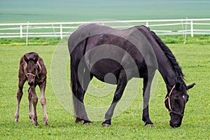 Black horse, mare with foal