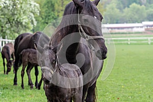 Black horse, mare with foal. Birth of foal in spring