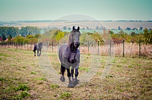 Black horse in the meadow