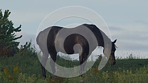 Black horse in meadow farm animal stallion country ranch equine