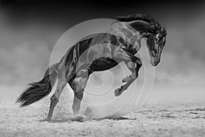 Black horse in motion