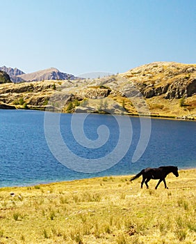 Black horse near lake