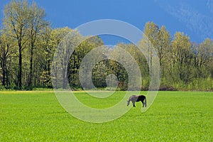 Black horse in pasture