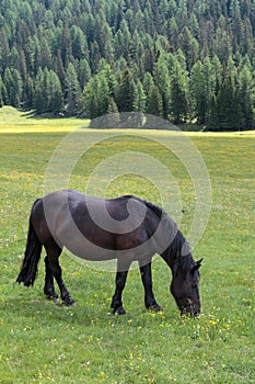 Black Horse Pasturing in Grazing Lands: Italian Dolomites Alps S