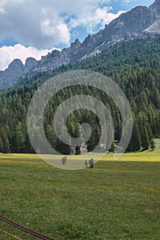 Black Horse Pasturing in Grazing Lands: Italian Dolomites Alps Scenery near Misurina Lake