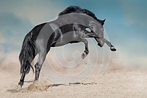 Black horse play and jump