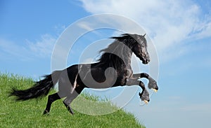 Black horse playing on the field