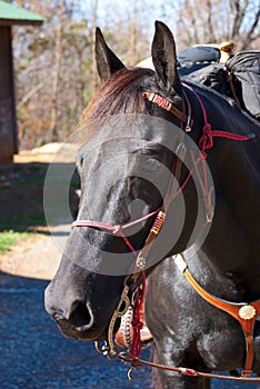 Black horse portrait