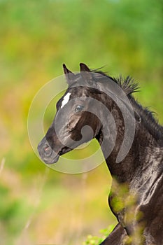 Black horse portrait