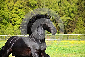 Black horse portrait in autumn background