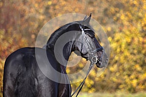 Black horse portrait