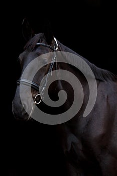 Black horse portrait on black background