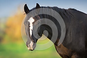 Black horse portrait close up