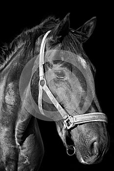 Black horse portrait on the dark background