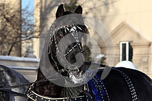 Black horse portrait with harness in wintertime