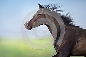 Black horse portrait