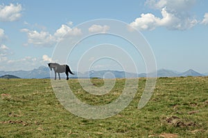 Black horse in Pyrenees
