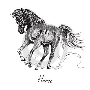 Black horse rearing stands on its hind legs, mane and tail are fluttering in the wind, hand drawn ink doodle, sketch, vector