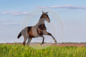 Black horse rearing up