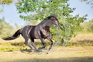 Black horse run gallop