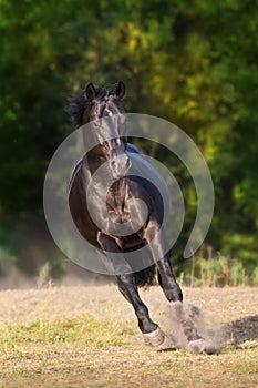 Black horse run gallop