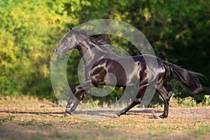 Black horse run gallop