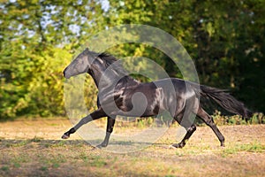 Black horse run gallop