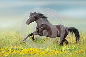 Black horse run gallop