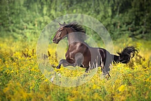 Black horse run gallop