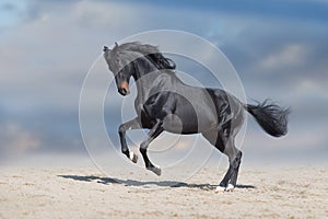 Black horse run gallop