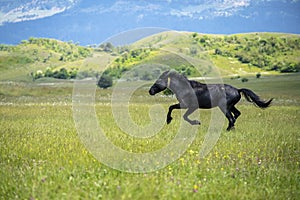 Black horse run in the meadow with yellow flowers. Black horse runs on a bloomy green field on mountain and clouds background