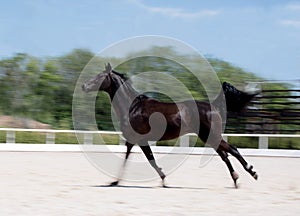 Black horse running at field in summer, motion blur background. Night-crow stallion galloping along the sand open riding arena.