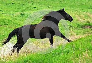 Black horse running gallop on pasture
