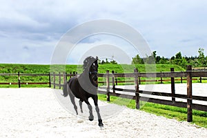 Black horse is running on a paddock, horizontal view. Animals, dressage concept.